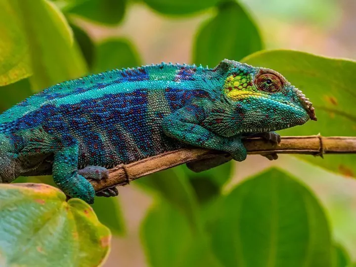 Safari auf Madagaskar