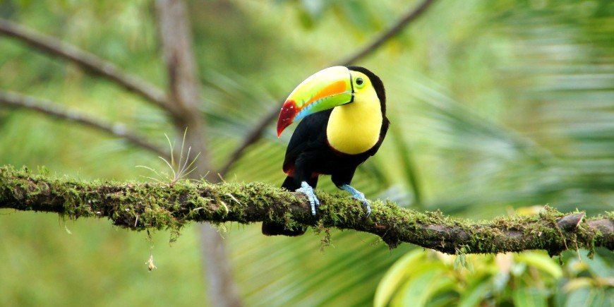 Kielschnabeltukan im Wald in Costa Rica