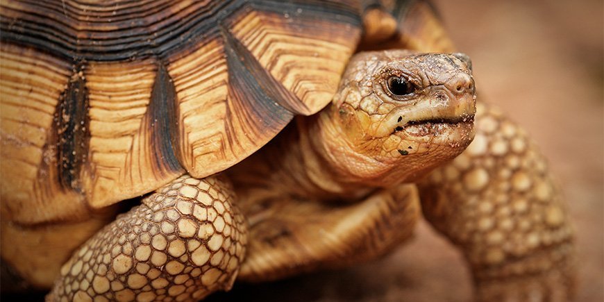 Nahaufnahme der Pflugschar-Schildkröte in Madagaskar