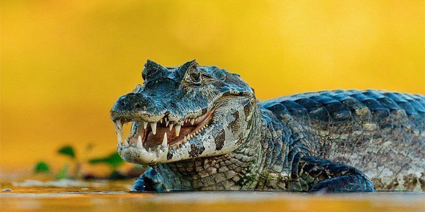 Kaiman im Pantanal in Brasilien