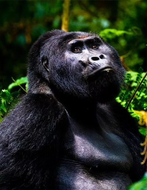 Safari in Kenia & Gorilla-Tracking in Uganda