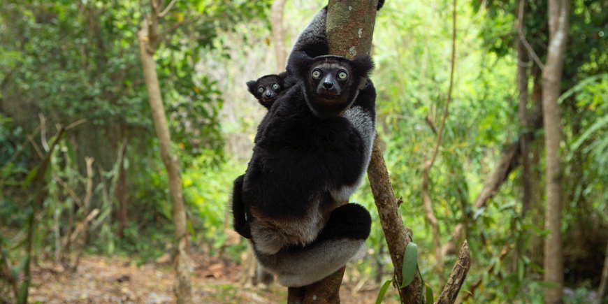 Indigo-Lemur mit Baby im Wald irgendwo in Madagaskar