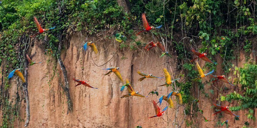 Verschiedenfarbige Aras im Flug in Tambopata, Peru
