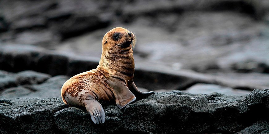 Seelöwenbaby auf den Galapagos-Inseln: