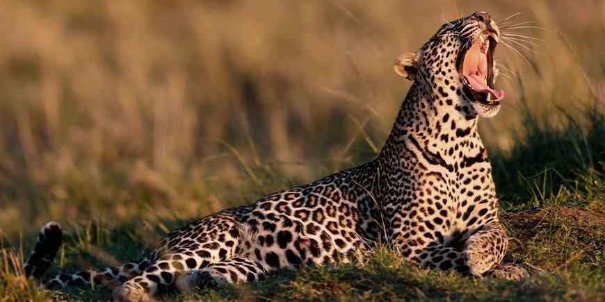 Gaffender Leopard bei Sonnenaufgang in der Masai Mara
