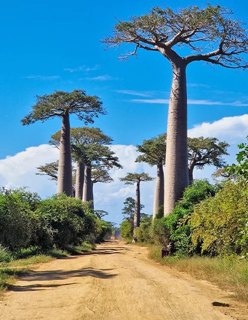 Das Beste von Madagaskar