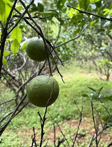 Projekt Orange Elephant, Sri Lanka