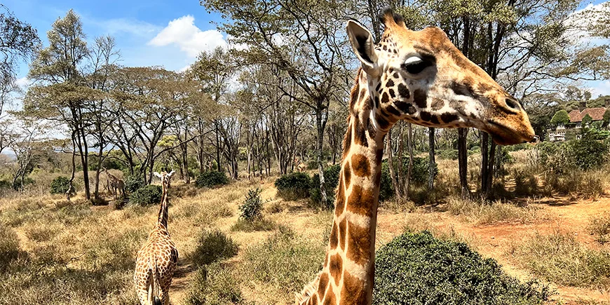Giraffen im Nairobi Giraffe Centre