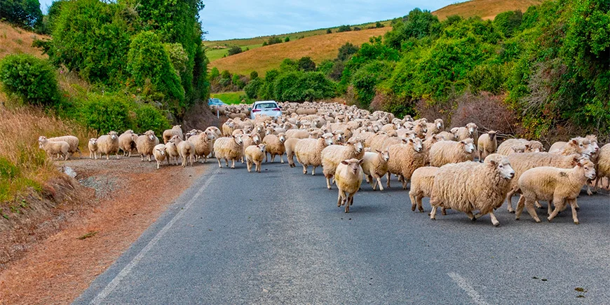 Viele Schafe auf einer Straße in Neuseeland