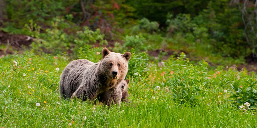 Bär mit Jungen im Banff-Nationalpark