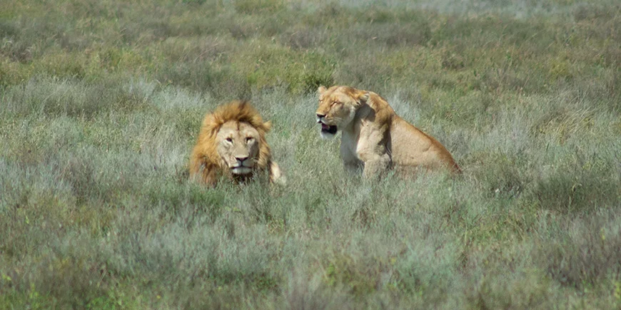 Löwin und Löwe in der Serengeti