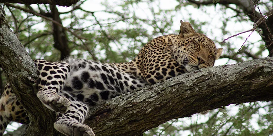 Leopard schläft in einem Baum im Serengeti-Nationalpark