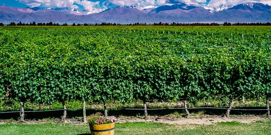 Weinberge in Mendoza mit Blick auf die Anden