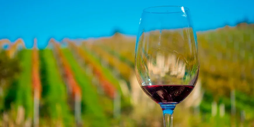Ein Glas Rotwein mit Blick auf die Weinberge von Waiheke Island