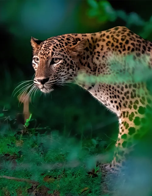 Galle, Yala Nationalpark & Badeurlaub in Mirissa