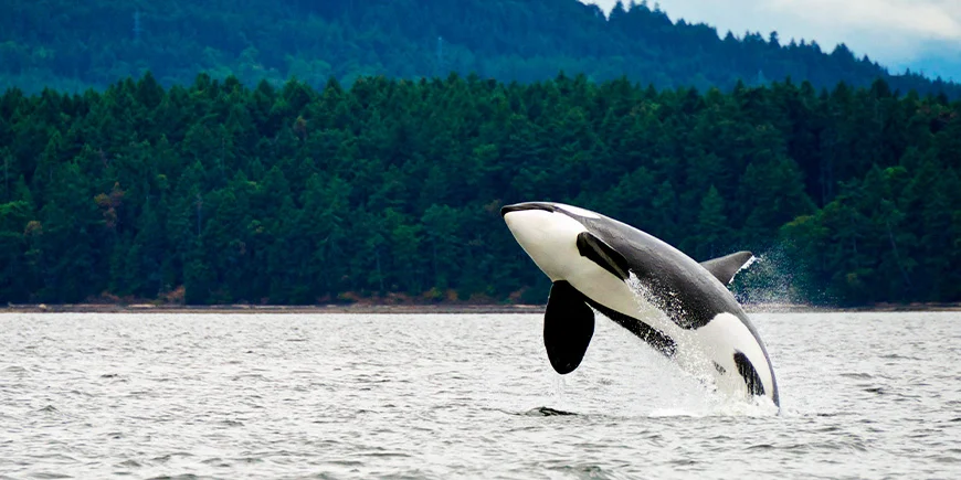 Orca vor der Küste von Vancouver Island in Kanada