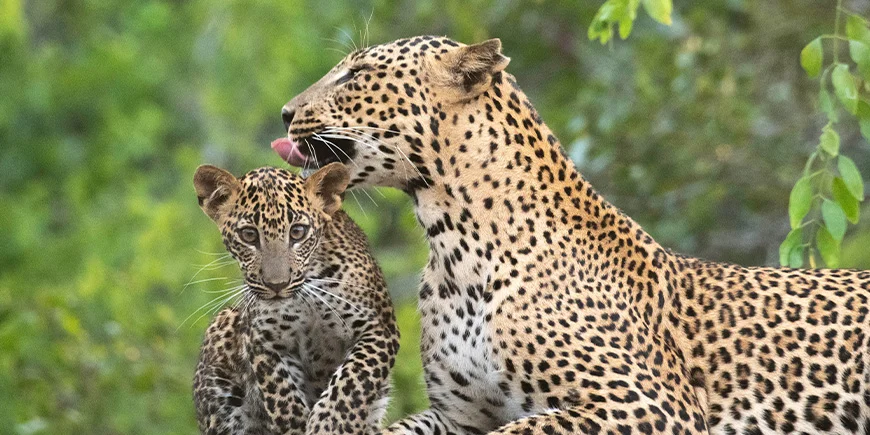 Leopard und Jungtiere im Yala-Nationalpark