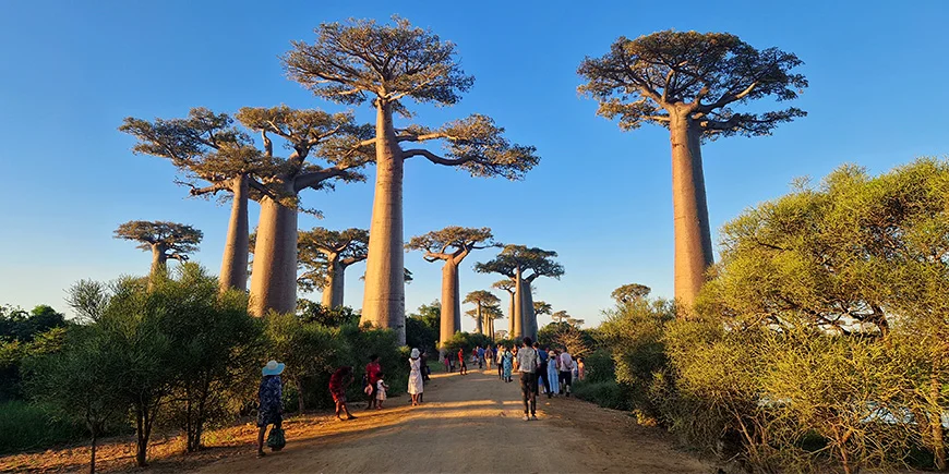 Baobab Alley in Madagaskar an einem sonnigen Tag