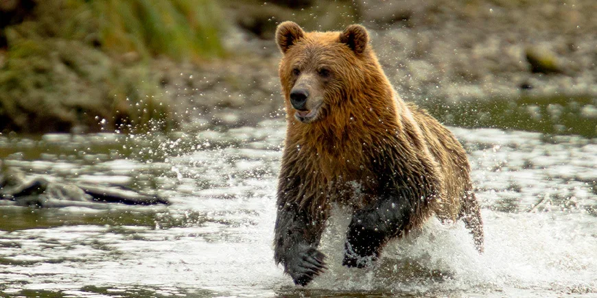 Grizzlybär in einem Fluss in British Columbia