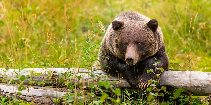 Grizzlybär im Banff-Nationalpark im Westen Kanadas