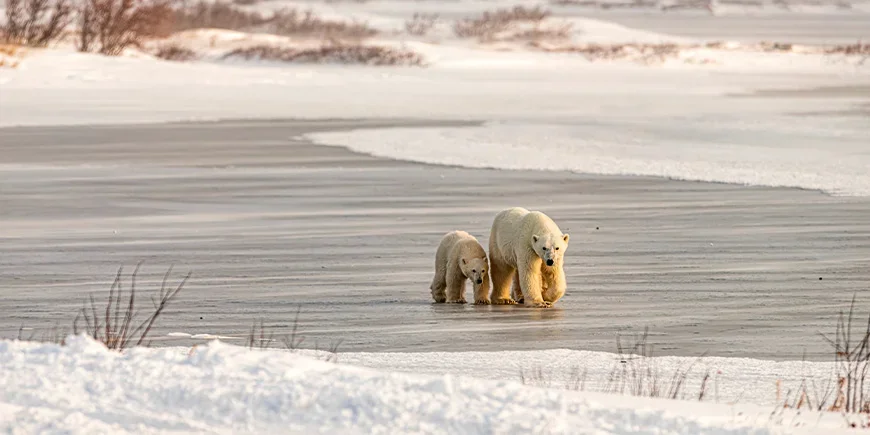 Zwei Eisbären laufen über das Eis in Churchill, Kanada