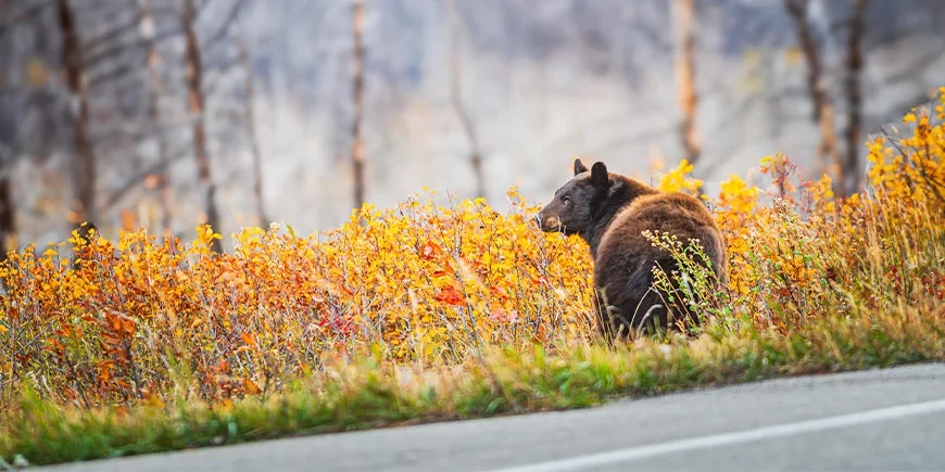 Bär steht im Unterholz am Straßenrand in Kanada