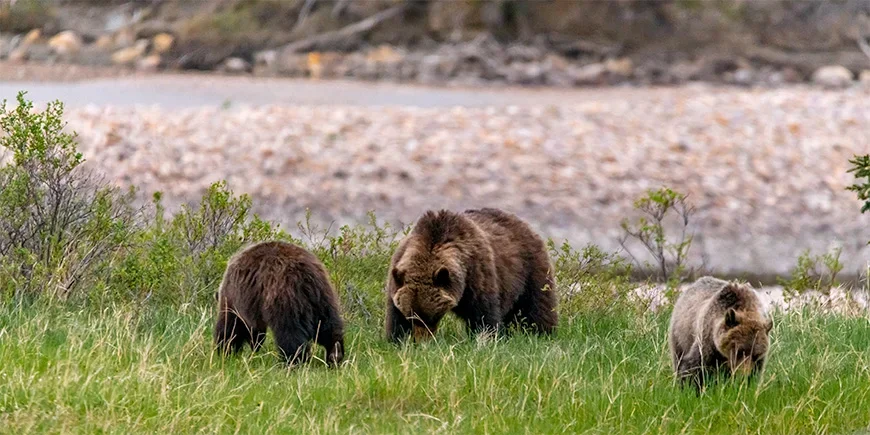 Bärenmutter mit Jungen beim Fressen im Jasper Nationalpark