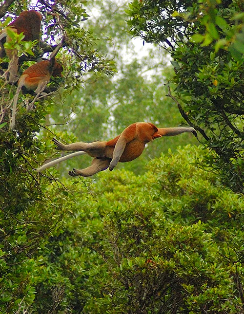 Borneos Natur und Tierwelt & Badeurlaub auf Gaya Island