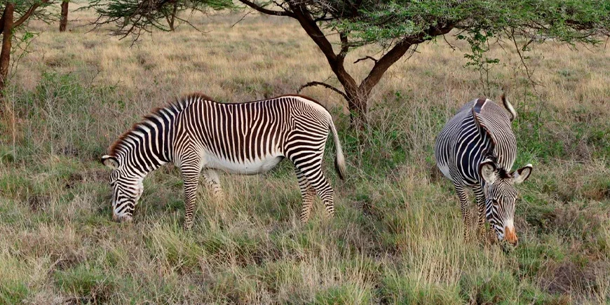 Zebras im Samburu-Nationalpark