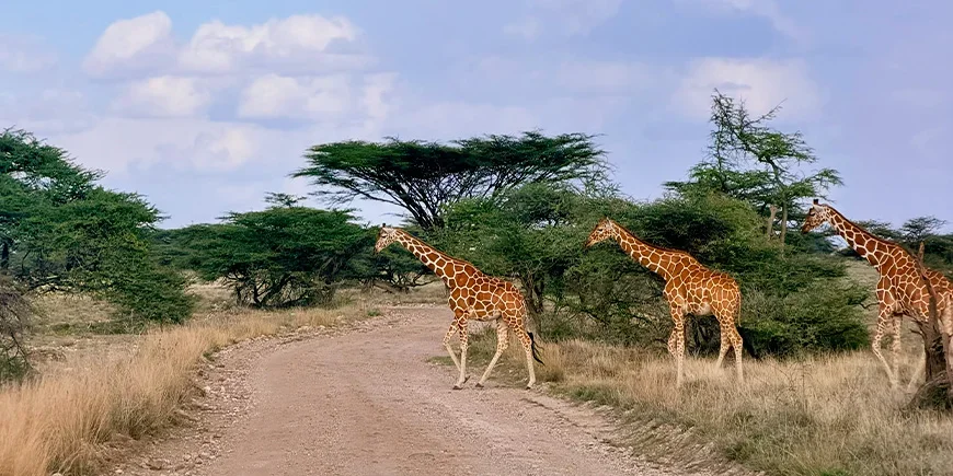 Eine Giraffenfamilie, die im Samburu-Nationalpark in Kenia die Piste überquert