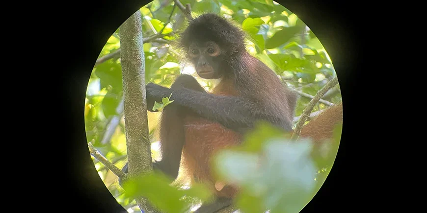 Spinnenaffe im Corcovado-Nationalpark, Costa Rica