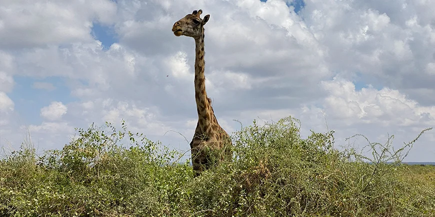Giraffe im Amboseli-Nationalpark