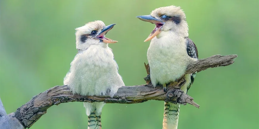 Zwei Kookaburras sitzen in einem Baum und singen