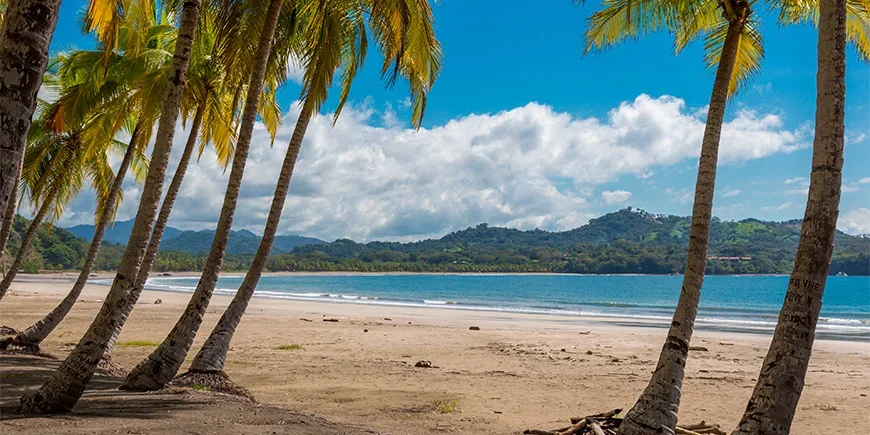Palmen und blauer Himmel am Strand von Sámara in Costa Rica