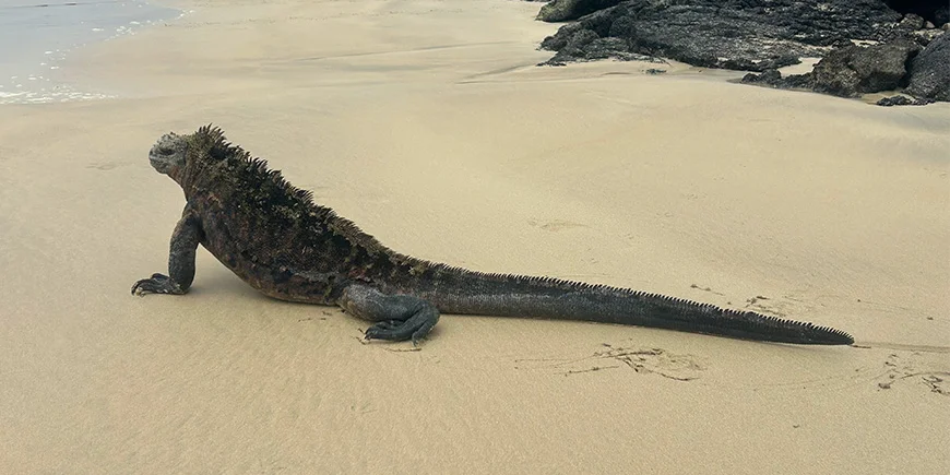 Leguan auf den Galápagos-Inseln