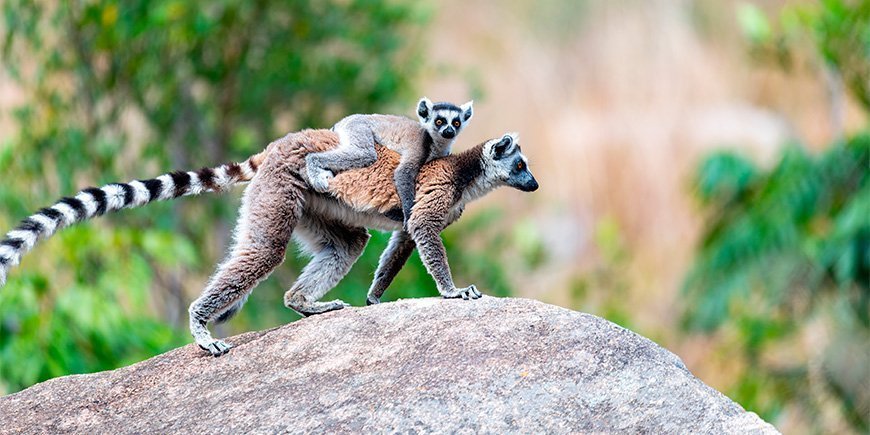Ringschwanzlemur mit Baby in Madagaskar