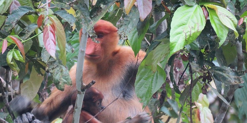 Der Vierzehen-Stumpfnasenaffe im Dschungel von Borneo