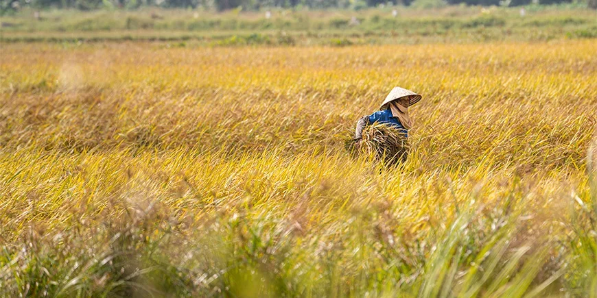 Frau auf einem Feld in Ninh Binh in Nordvietnam