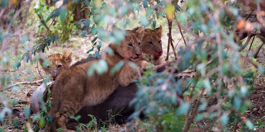 Löwenjunge in der Masai Mara in Kenia