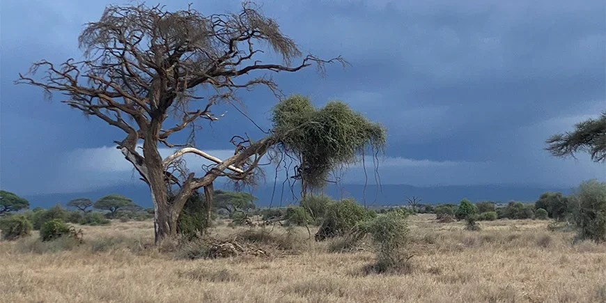 Dramatischer Himmel in der Regenzeit in Amboseli in Kenia