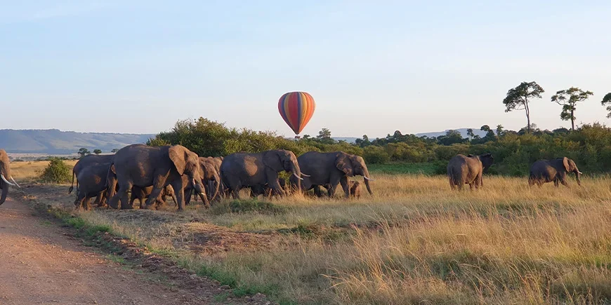 Elefantenherde in der Masai Mara im März