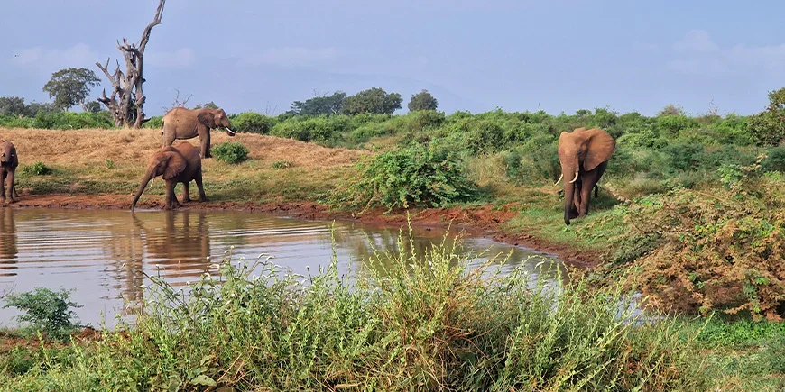Elefanten am See im Tsavo East im Februar