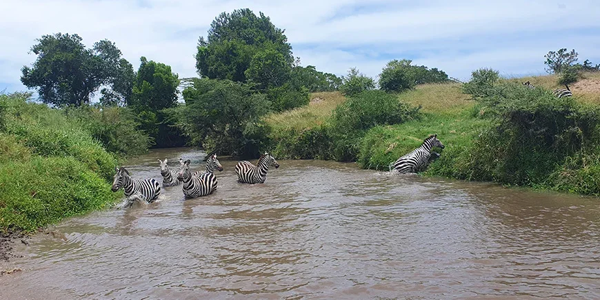Zebras im Fluss in der Masai Mara während der Regenzeit