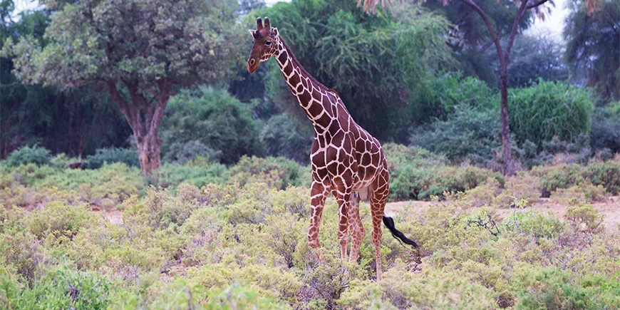 Giraffe im Samburu Nationalpark in den Sommermonaten