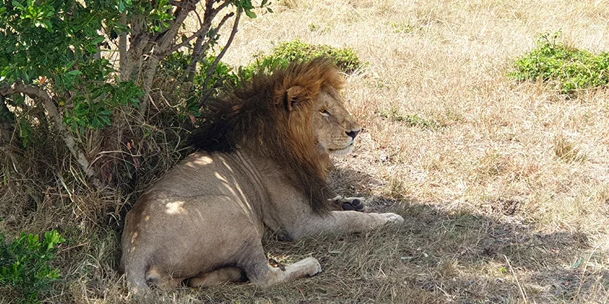 Löwe in der Masai Mara im September