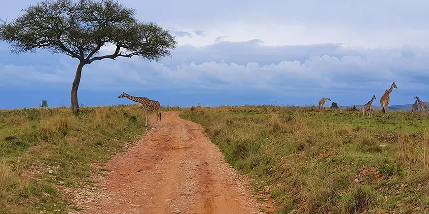 Giraffen auf der Savanne in der Masai Mara im November
