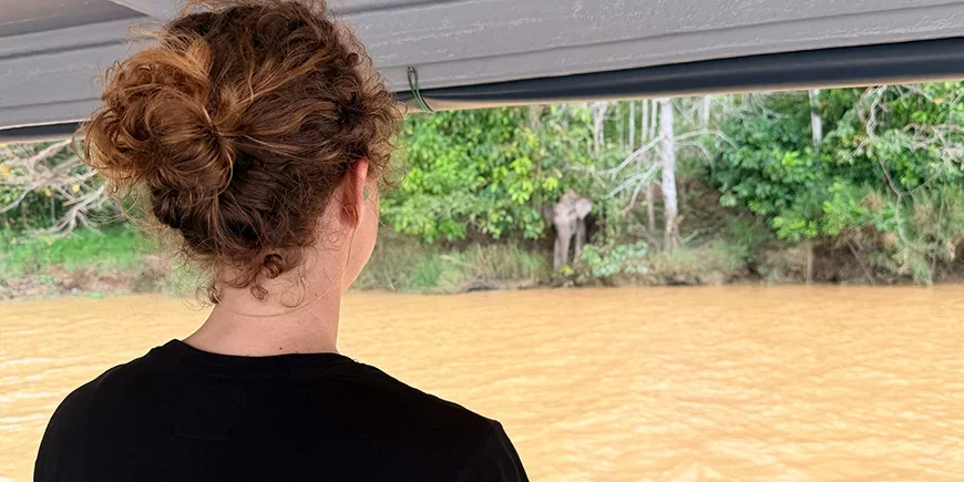 Jude von TourCompass beobachtet Elefanten am Kinabatangan-Fluss