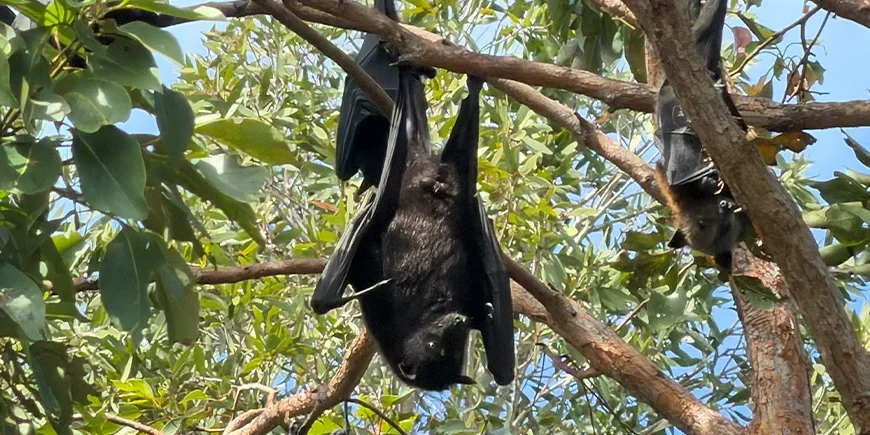 Riesige Fledertiere (Flughunde) in den Bäumen auf North Stradbroke Island bei Brisbane