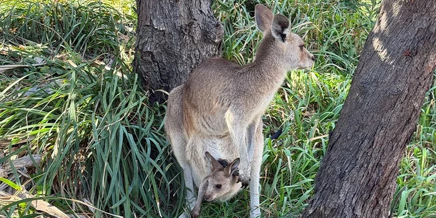 Känguru mit Baby im Beutel