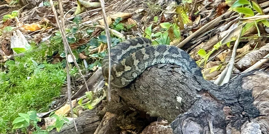 Teppichpython im Busch auf North Stradbroke Island, Australien